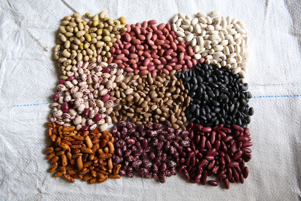 The common bean is long overdue for its celebration. It is already changing lives, as new varieties and markets spread through Rwanda. Beans are food, health, iron for their growing children, a rich harvest for a rich future. Find out more: 
stories.croptrust.org/story/cest-la-…
#CropsInColor