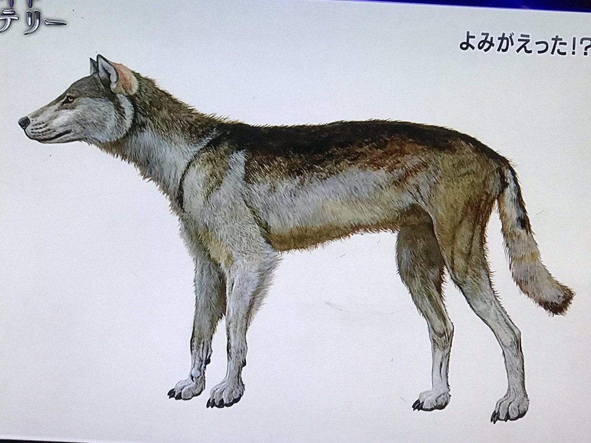 ねこしっぽな Mountainguide ニホンオオカミの骨格や毛皮から専門画家が描き起こした復元図だそう こうやって見ると かなり八木さんの写真に似てる気がするな