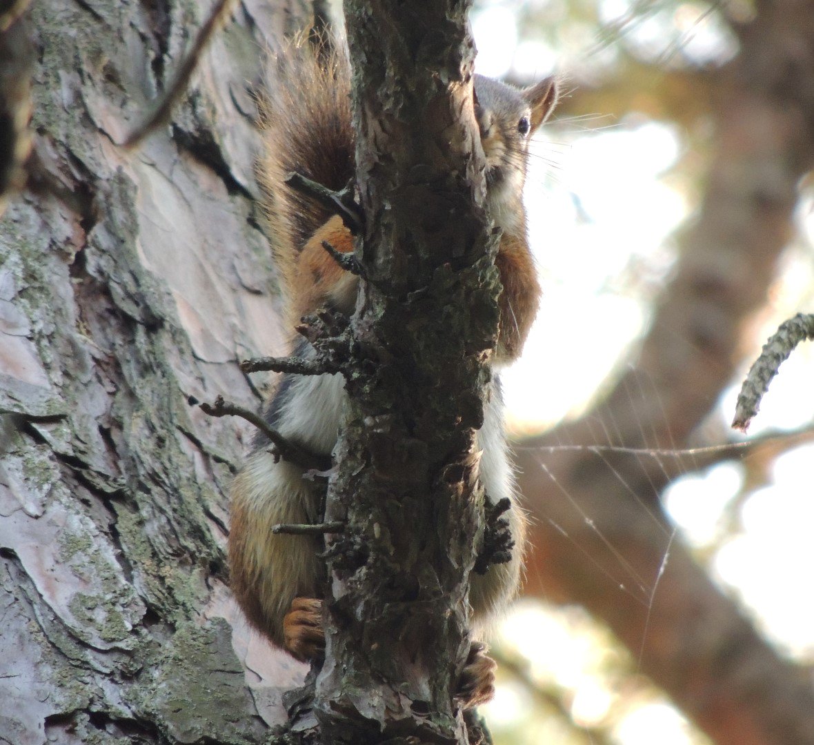 Photo by Sandra Krol. Submit your photos to the 2019 Pine Bush Perspectives juried photo exhibit by Oct 1. Entrants may be any age or skill level. AlbanyPineBush.org/photo-exhibit