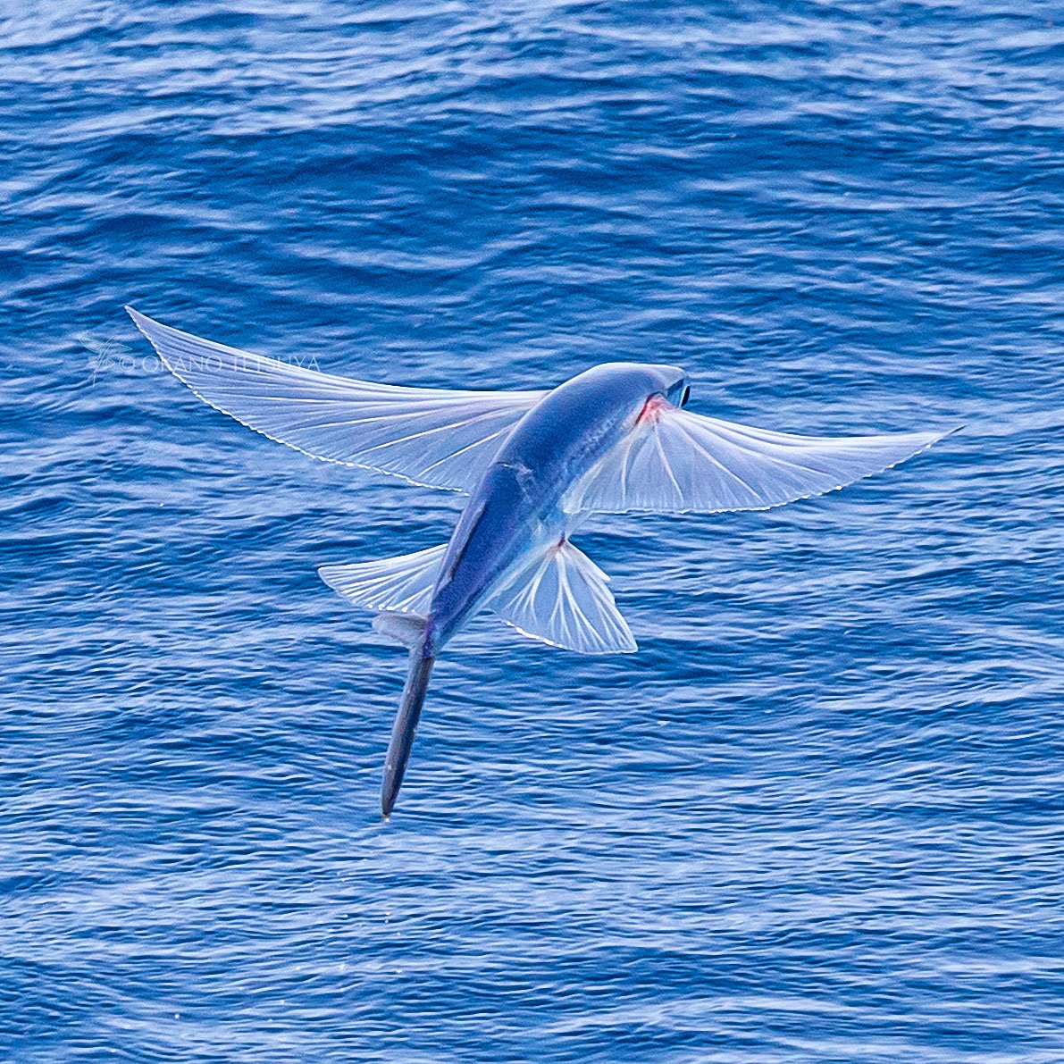 トビウオと鯨 トビウオと鯨 Amazon.co.jp: ソフトルアー トビウオ 21cm 船釣 海釣 マグロ