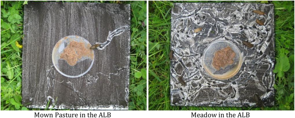 ESAEcology's tweet photo. #New in @ESAEcology with #OpenData from @Exploratories
#Plant species’ range type determines local responses to biotic interactions and #landuse
#distribution #biogeography #macroecology #grassland @dfg_public
https://t.co/cmG0cFbYVq https://t.co/Y4WzBxkXah