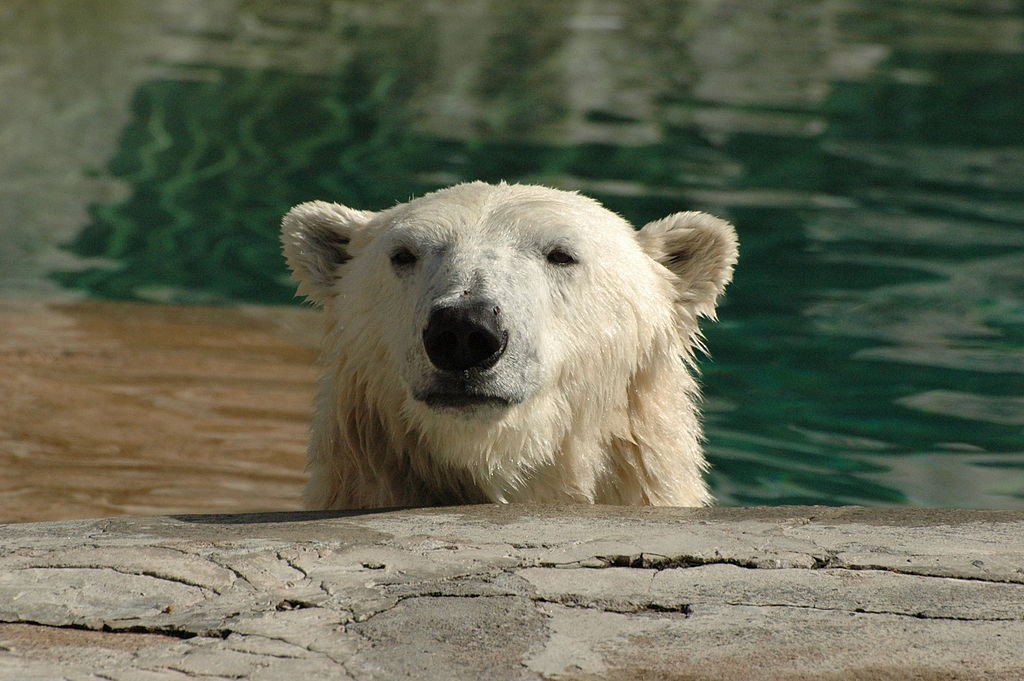 YOUR_CES's tweet photo. Family Learning Night
Thursday, September 19   5:30pm – 7:30pm
Join us for an Arctic Adventure!
 Book Fair!
 Fun Games!!
 Free Food!!!
 Prizes!!!! https://t.co/fuJjaca8Pj