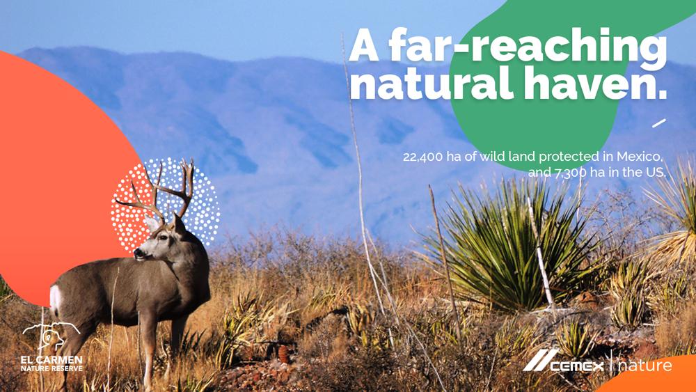 With these lands, both adjacent to the Rio Grande riverbed, we are able to keep up our work and ensure the long-term permanence and conservation of biodiversity on both sides of the river. #LifeatElCarmen