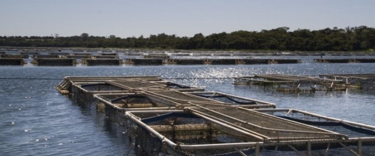 feedfood's tweet photo. Yes lança novo GlucanGold na Fish Expo Brasil. Produto age diretamente na imunidade dos animais e melhora o desempenho 🐟🦐 https://t.co/f1j6JStvaK #feedfood #imunidade #animais #desempenho #fishexpo #piscicultura #aquicultura https://t.co/4tyyMqkQlm