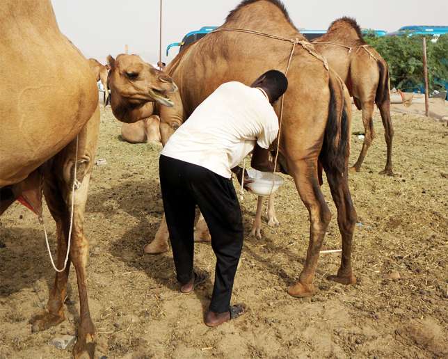 Польза верблюжьего молока. Молоко верблюдицы. Пила верблюжье молоко. Молоко верблюдицы. Молоко верблюдицы.