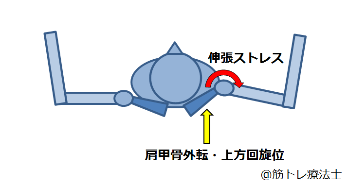 キクティー 筋トレの解剖学 در توییتر ベンチプレス時の肩甲骨の位置と肩痛の関係 肩甲骨が外転 上方回旋した状態にあると下降局面で肩前方の組織が伸張され痛める原因となる ベンチプレス前に肩甲骨を内転 下方回旋させる筋 僧帽筋中部 下部 菱形筋など に