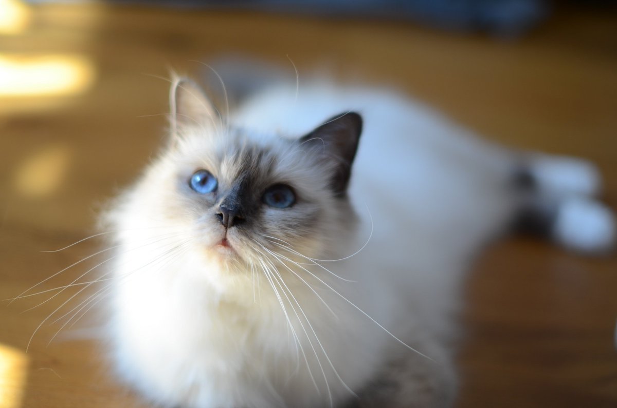 Noemi our beauty 💕
#birmancattery #catsoftheday #CatsOfTwitter