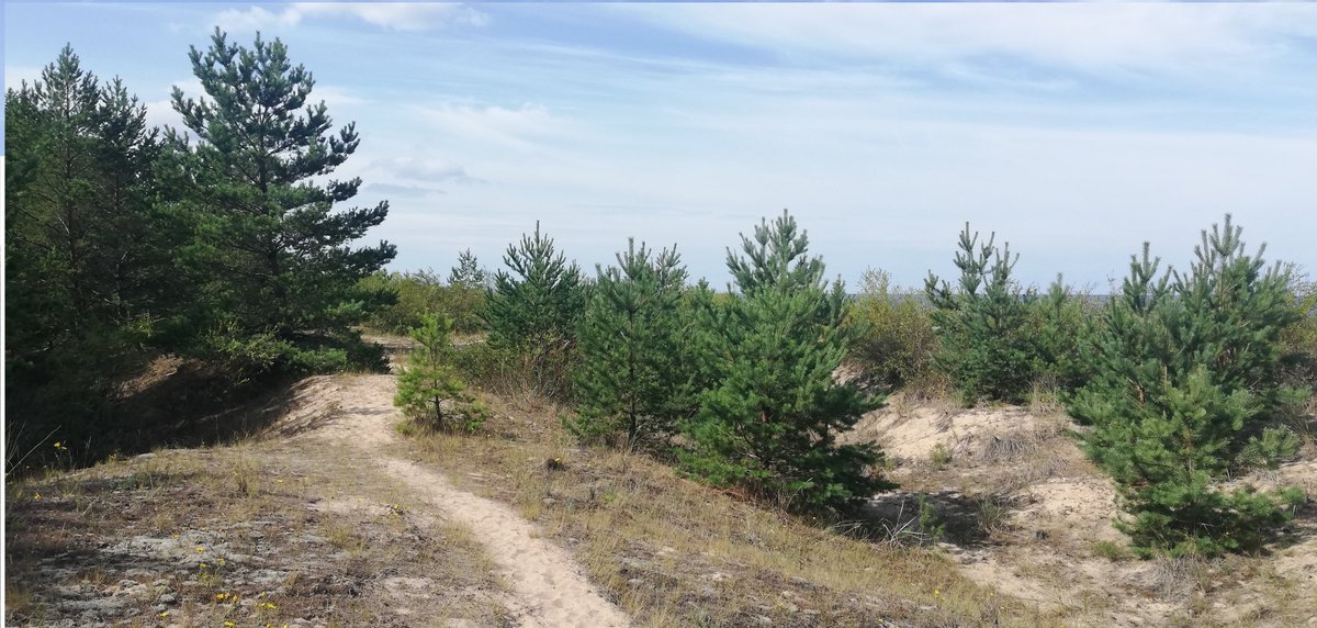 Carnikavas_nov's tweet photo. Šoruden īstenos apjomīgus apsaimniekošanas darbus lai aizsargātu dabas parka “Piejūra” biotopus – mežainās un pelēkās kāpas – un uzlabotu to kvalitāti.  https://t.co/RH9BnltW03 https://t.co/0otrYzqVmL