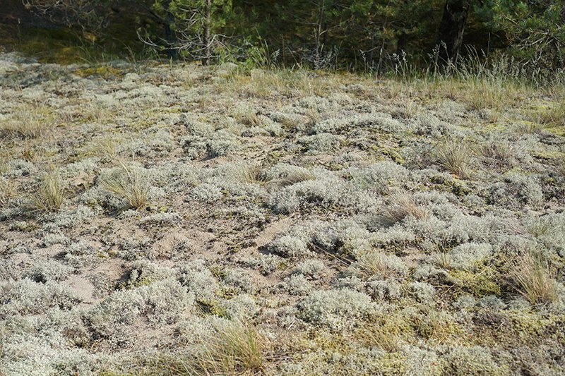 Carnikavas_nov's tweet photo. Šoruden īstenos apjomīgus apsaimniekošanas darbus lai aizsargātu dabas parka “Piejūra” biotopus – mežainās un pelēkās kāpas – un uzlabotu to kvalitāti.  https://t.co/RH9BnltW03 https://t.co/0otrYzqVmL