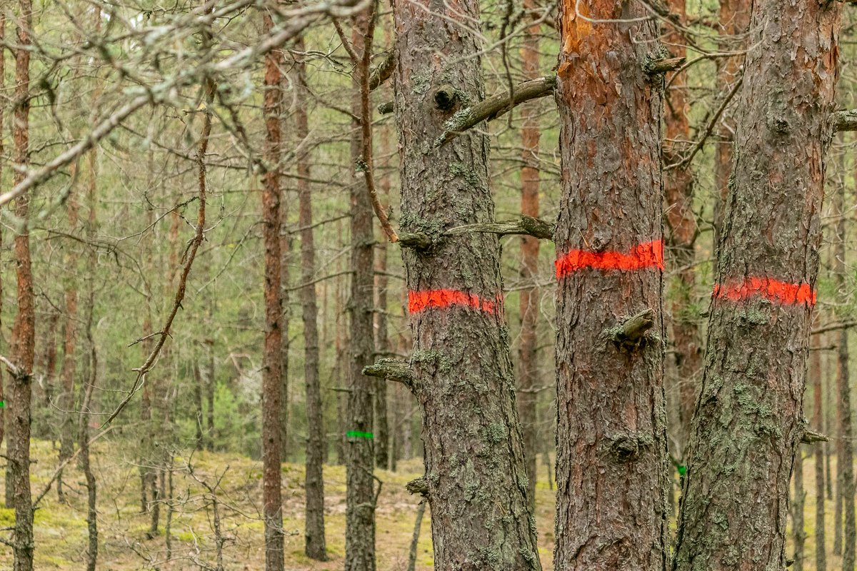 Šoruden īstenos apjomīgus apsaimniekošanas darbus lai aizsargātu dabas parka “Piejūra” biotopus – mežainās un pelēkās kāpas – un uzlabotu to kvalitāti.  bit.ly/2lQOs6I