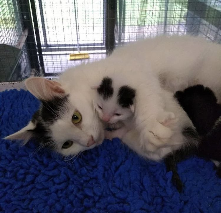 CatsWMids's tweet photo. mommy and baby cuddles ❤️ nothing like a mother’s love 💕🥰 https://t.co/pKfojPniR4