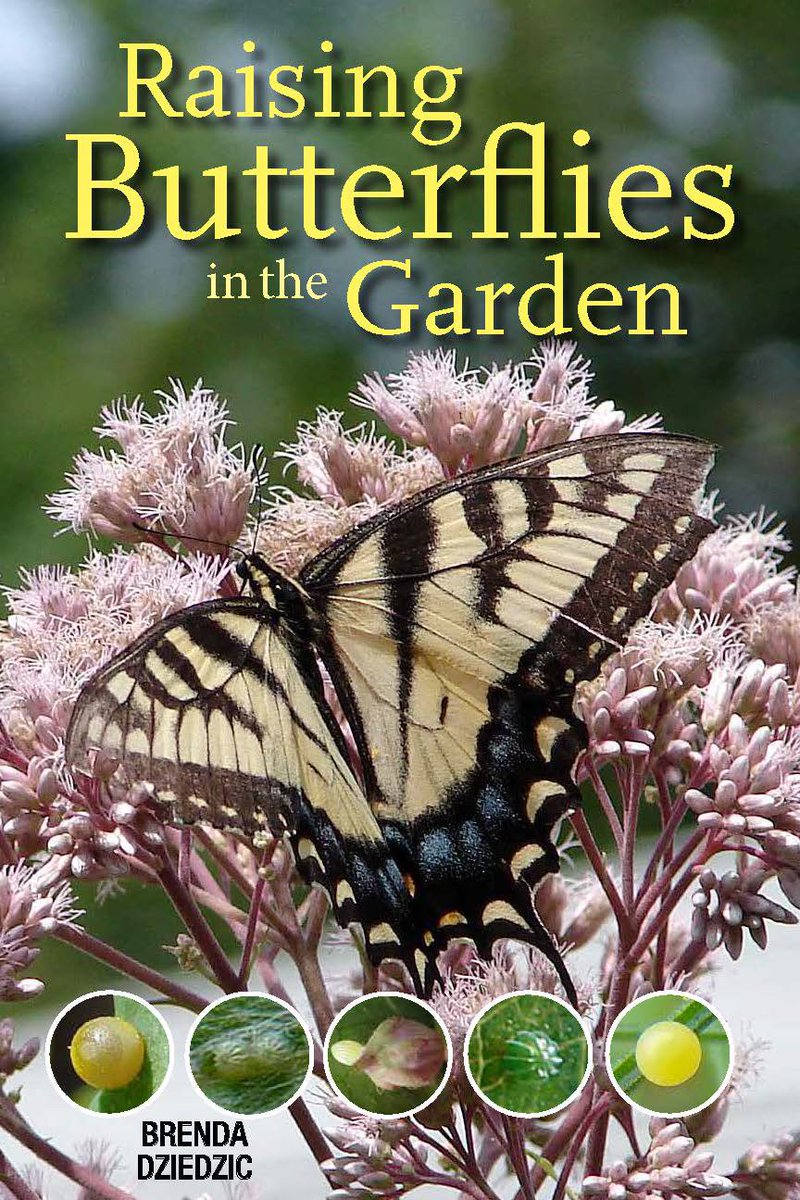 SattlerLBrenda's tweet photo. Raising Butterflies in the Garden can be purchased at #TARGET , #BarnesAndNoble , #Booksamillion, #goodreads , and #Amazon . https://t.co/rO8fkdf9Zr