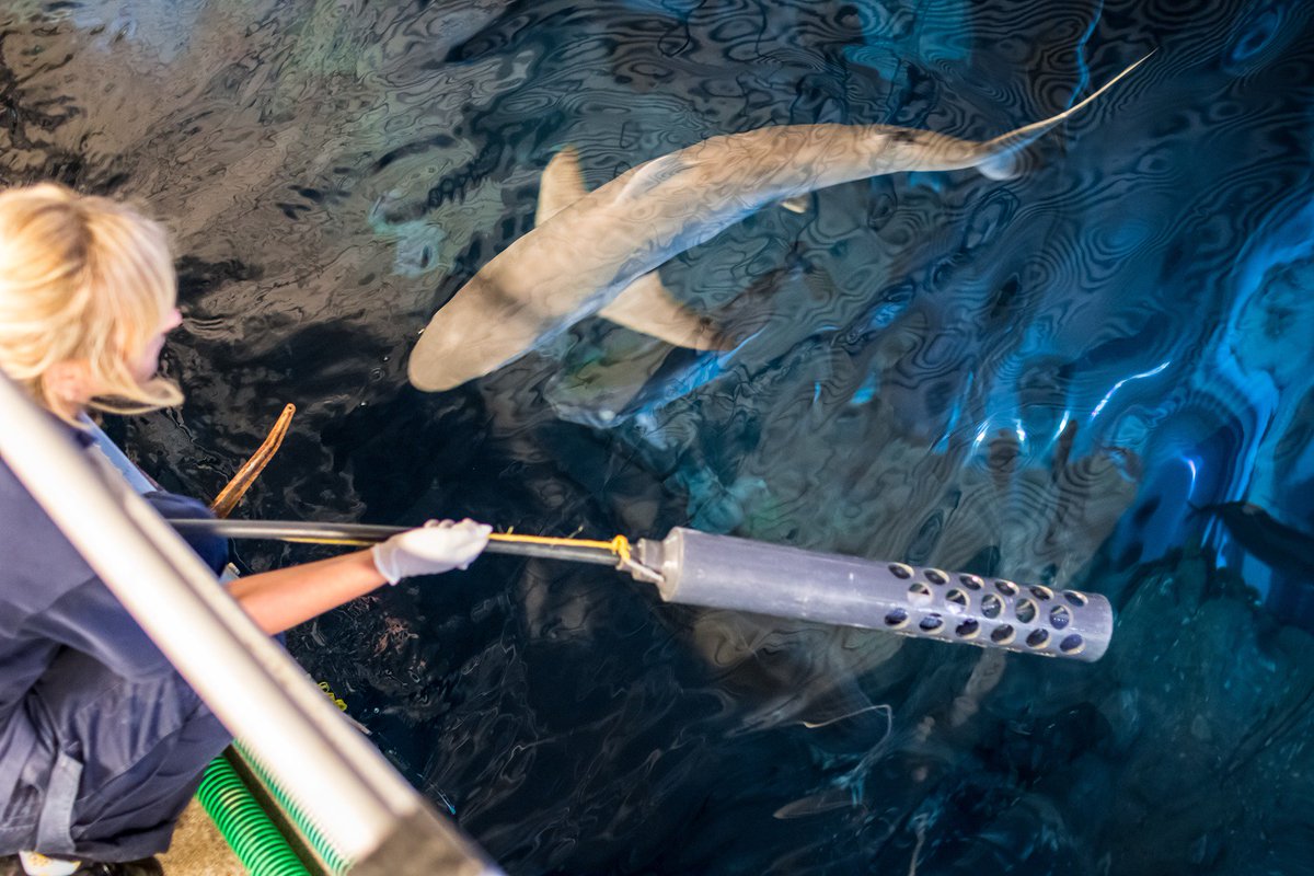 TheDeepHull's tweet photo. NEW DATES ADDED! Due to high demand, we have added five new deep experience dates in October (22, 23, 24, 29 &amp; 30). So if you fancy going behind the scenes with our team of experts, then this experience with a difference could be for you #keeperday #marine #biologist https://t.co/h4zX6QKdhL