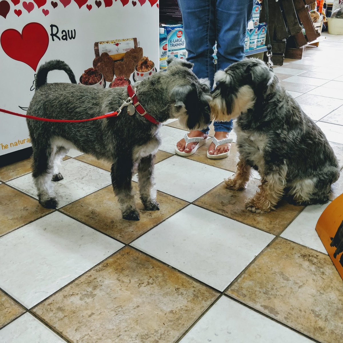 bubblesofongar's tweet photo. "To you, to me" "To me, to you" 👀 
It was like seeing double for 'Duchess' and 'Buster' when they both met for the first time today 🐾🐾
.
#schnauzer #bubblespetcareongar #bubblesofongar #dogs #rawfood #healthydogfood #ongar #petshopongar #cutedogs #essex #schnauzersoftwitter https://t.co/VHMrCfPBsZ