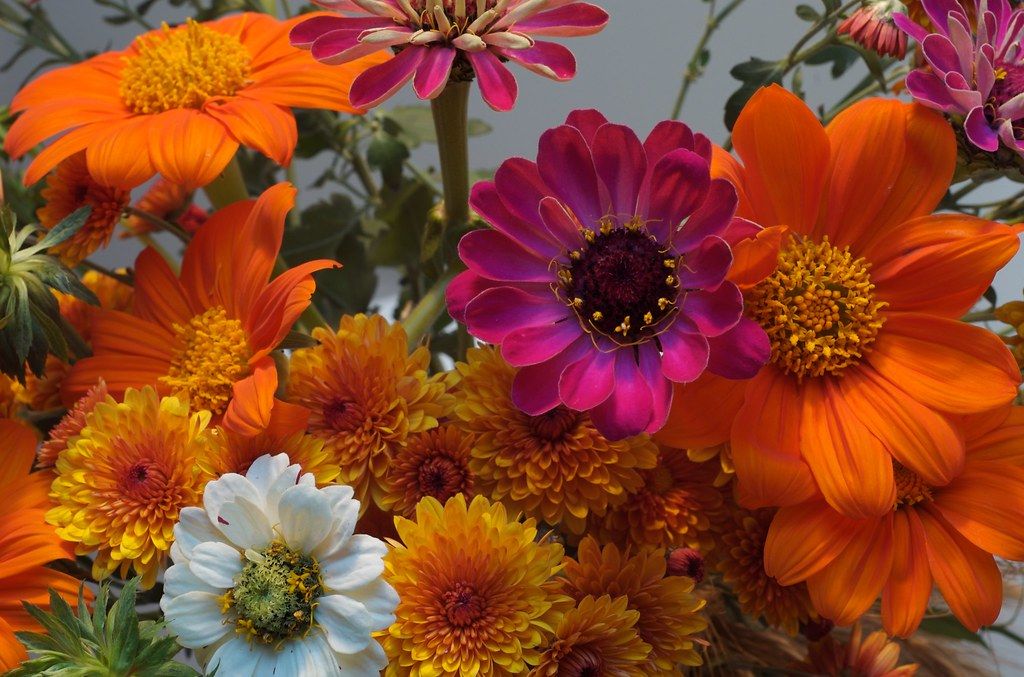 ElevationDesCo's tweet photo. Fall is almost here, so let's bring on the color! Ask us how we can help improve your property's curb appeal with the use of stunning seasonal landscape. 😍 https://t.co/8BjnUbjS3i
