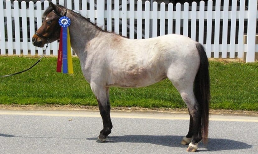 Los ponis y sus características - noticaballos.com/los-ponis-cara… #caballos #animales #mascotas