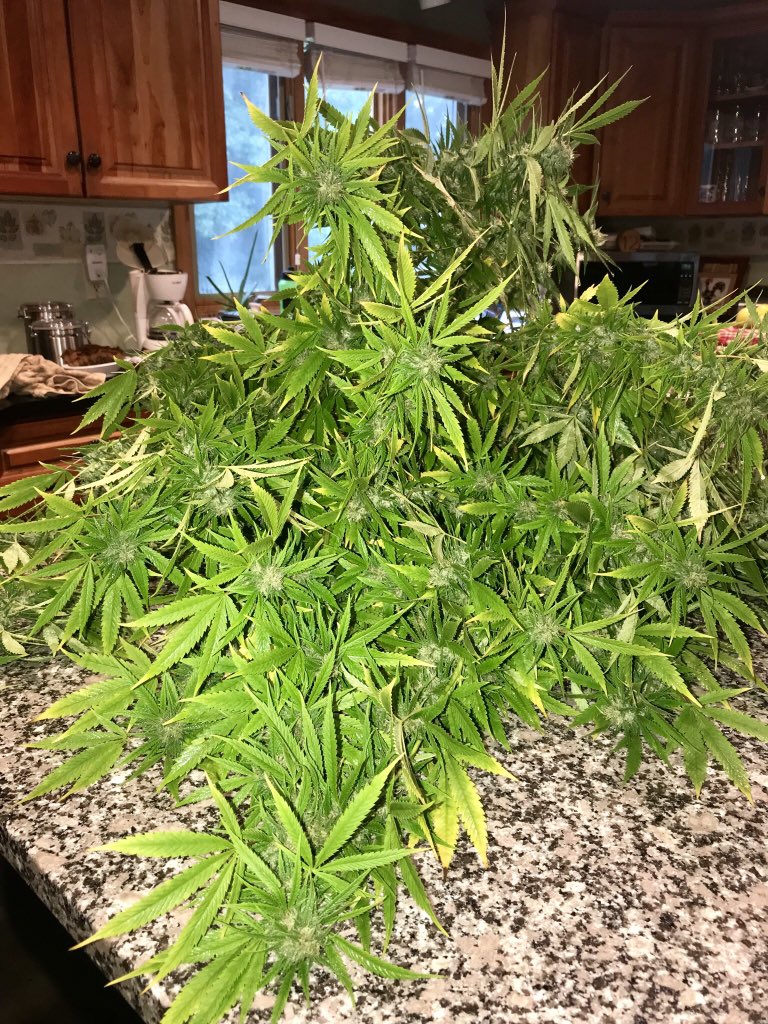 TigerRose420's tweet image. I’d say Happy Thursday, but...

Yeah, half of #LALiesOG is now on my counter. Snapped into pieces during this heavy rain and wind.  #weedproblems 🤷🏻‍♀️