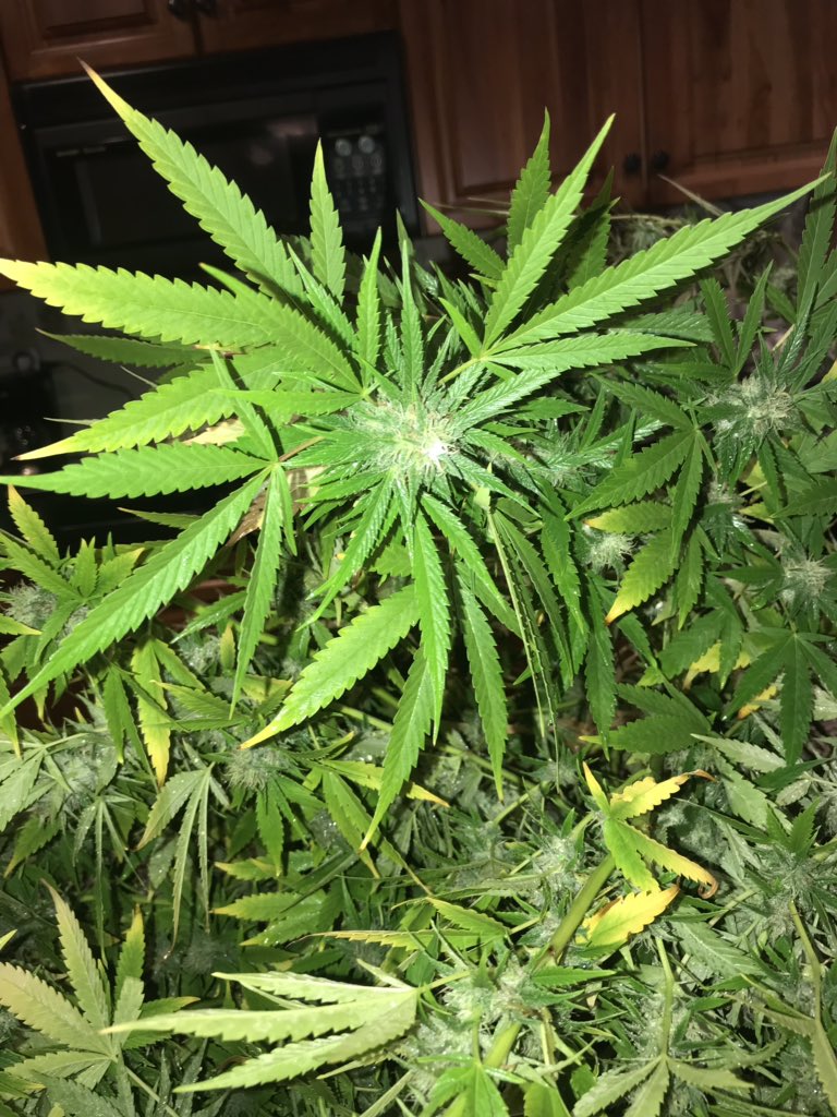 TigerRose420's tweet image. I’d say Happy Thursday, but...

Yeah, half of #LALiesOG is now on my counter. Snapped into pieces during this heavy rain and wind.  #weedproblems 🤷🏻‍♀️