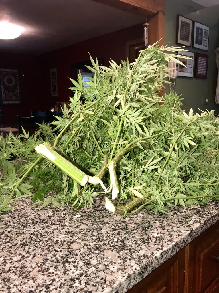 TigerRose420's tweet image. I’d say Happy Thursday, but...

Yeah, half of #LALiesOG is now on my counter. Snapped into pieces during this heavy rain and wind.  #weedproblems 🤷🏻‍♀️
