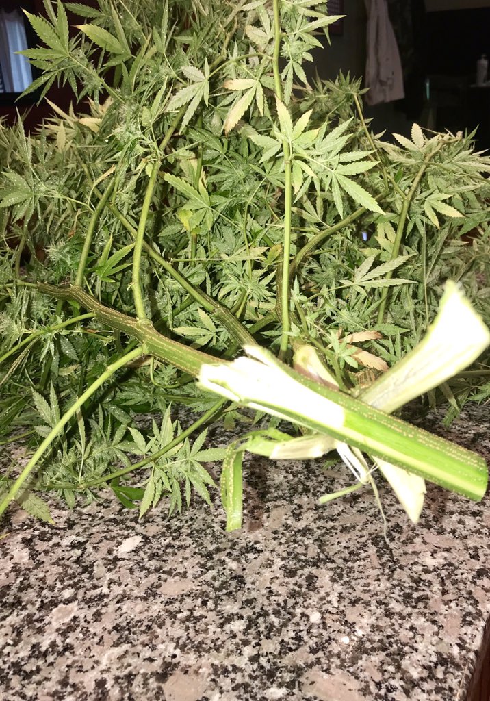 TigerRose420's tweet image. I’d say Happy Thursday, but...

Yeah, half of #LALiesOG is now on my counter. Snapped into pieces during this heavy rain and wind.  #weedproblems 🤷🏻‍♀️
