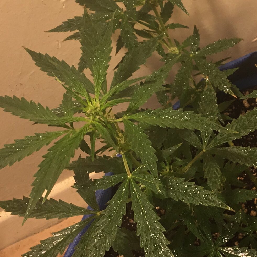 therealTR4G1C's tweet photo. CLOSE UP ON THE AUTOS WHICH ARE ON DAY 49 & HAVE ROUGHLY 32 DAYS LEFT... #CriticalPurple & #TangerineDream ONE IS WAY AHEAD OF THE OTHER...WAY AHEAD... BUT THAT ONE WENT THRU ALOT BEFORE RECOVERING WILL IT BUD ENOUGH IS THE QUESTION...WE WILL SEE.. https://t.co/KscFAH3V5r