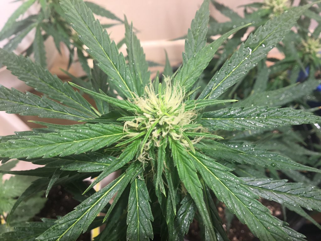therealTR4G1C's tweet photo. CLOSE UP ON THE AUTOS WHICH ARE ON DAY 49 & HAVE ROUGHLY 32 DAYS LEFT... #CriticalPurple & #TangerineDream ONE IS WAY AHEAD OF THE OTHER...WAY AHEAD... BUT THAT ONE WENT THRU ALOT BEFORE RECOVERING WILL IT BUD ENOUGH IS THE QUESTION...WE WILL SEE.. https://t.co/KscFAH3V5r