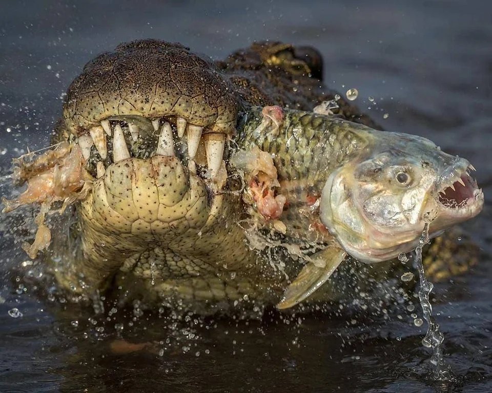 OutdoorGameGirl's tweet image. Brutal but well timed photo of crocodile making a meal out of a tiger fish.
[Credit:@ charl_stols]