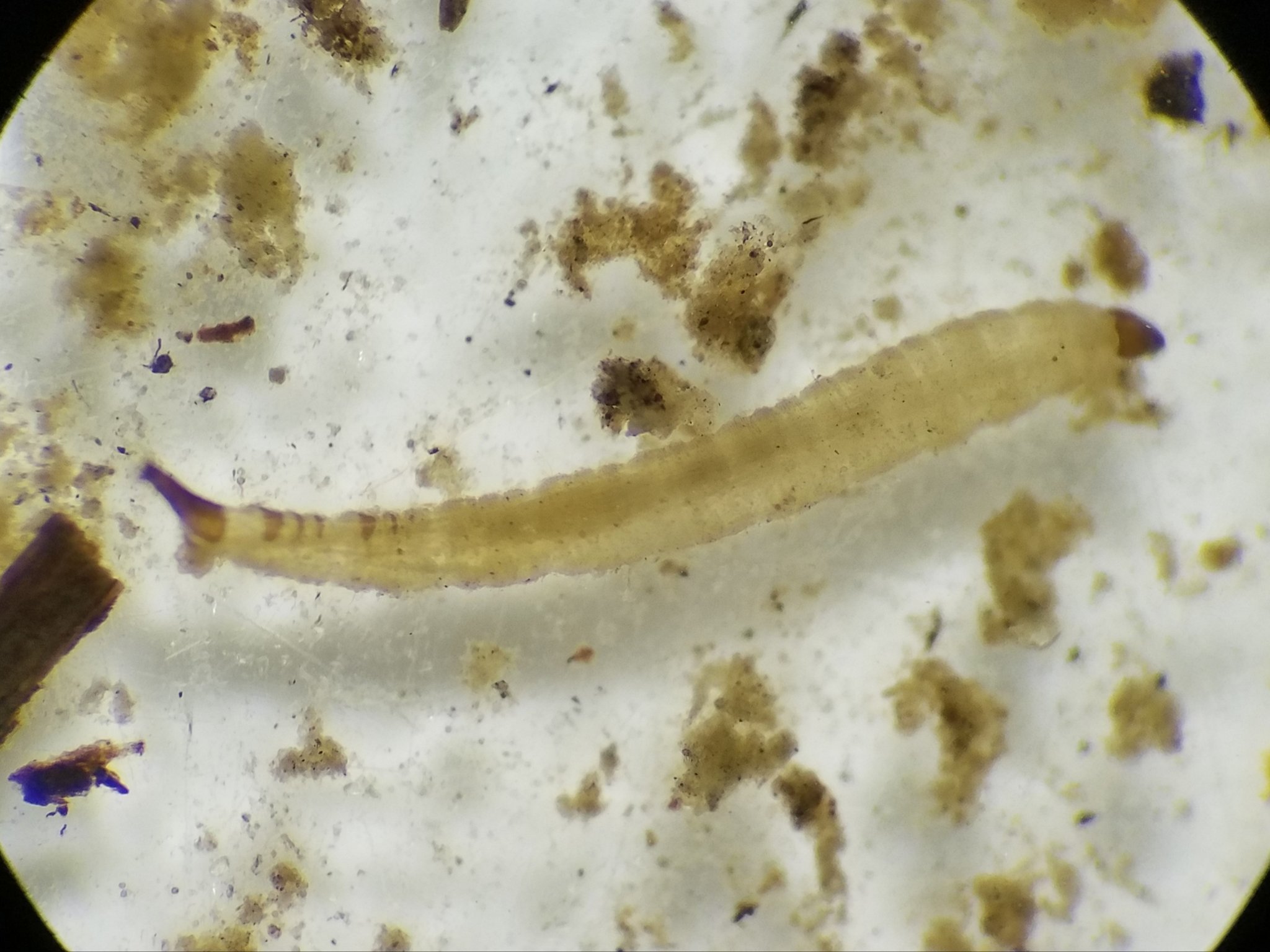 Psychodidae Larvae