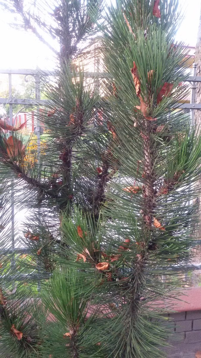 HACJANINA's tweet image. Tak poukładał.. #wiatr #liść