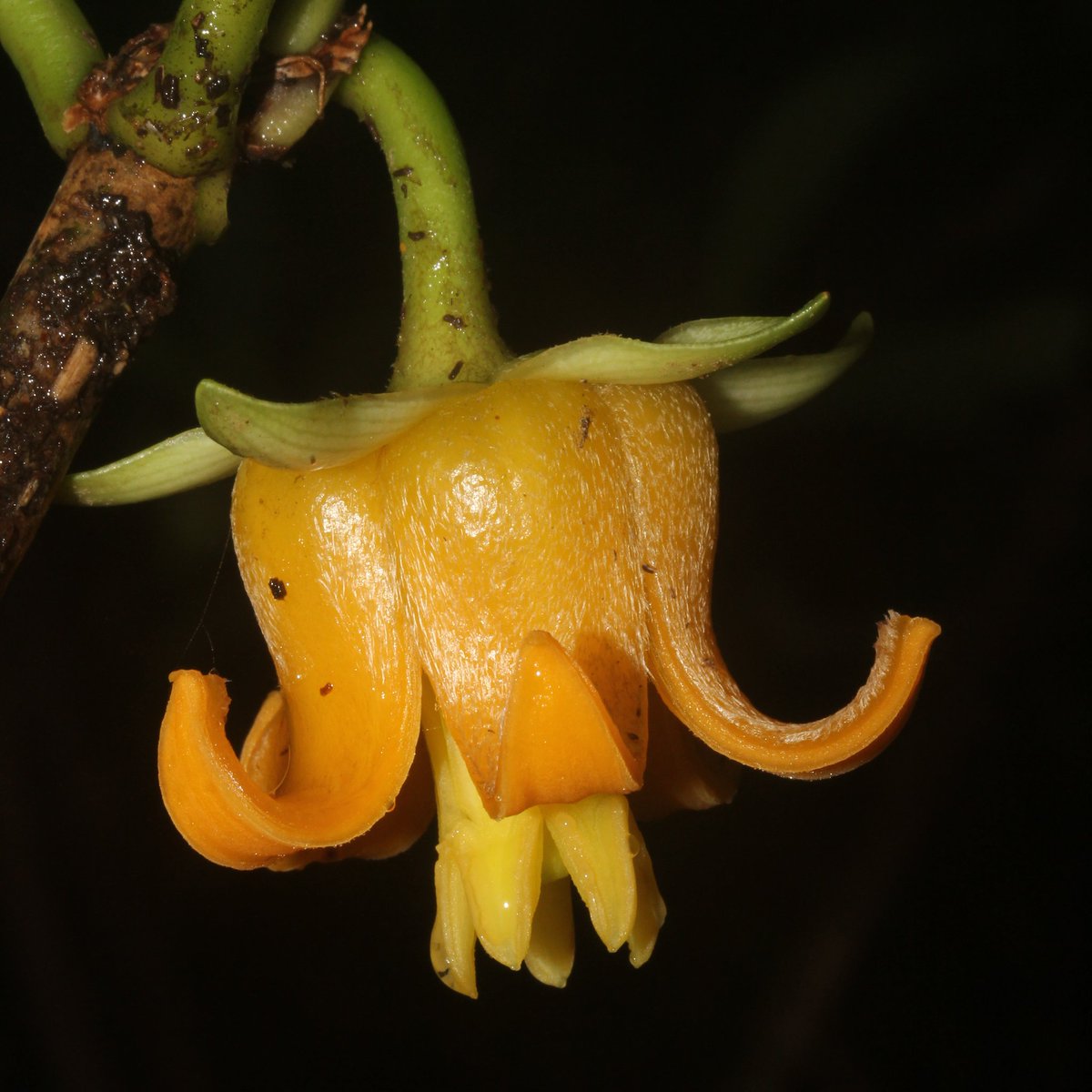 Dr Prishnee Bissessur tweet media