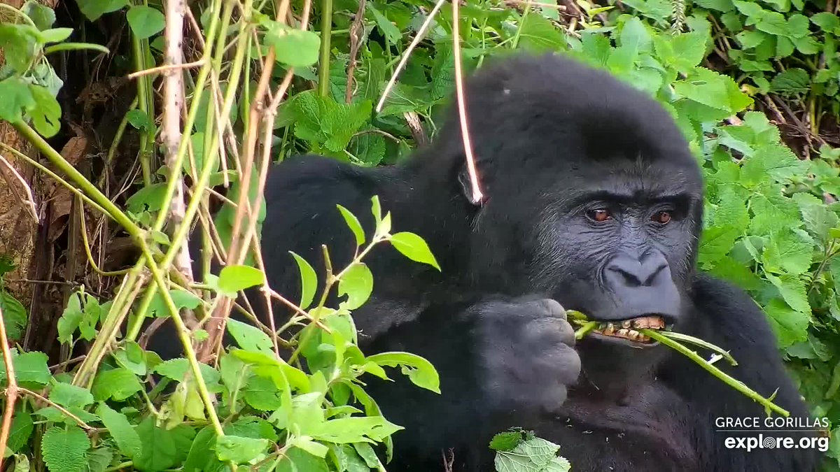 exploreorg's tweet photo. Lunch time! https://t.co/aBb2JPDNX5