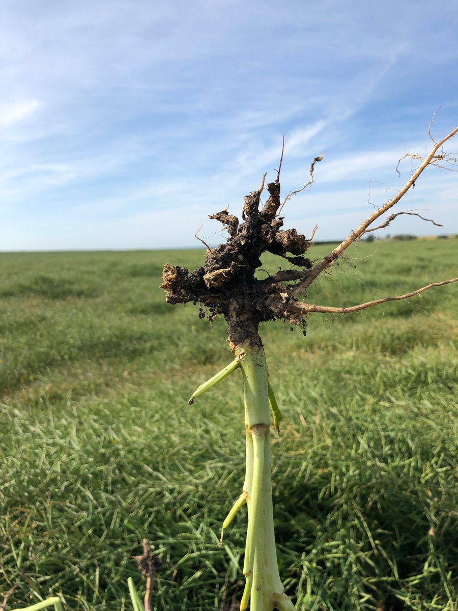 SaskOilseeds tweet picture