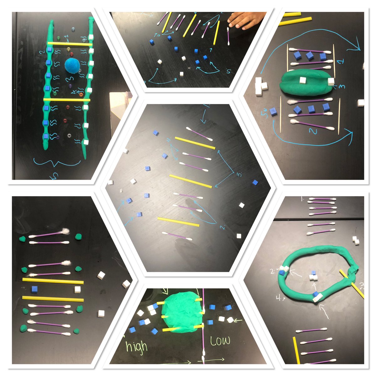 Constructing cell membranes today in class. Arts and crafts for the win!