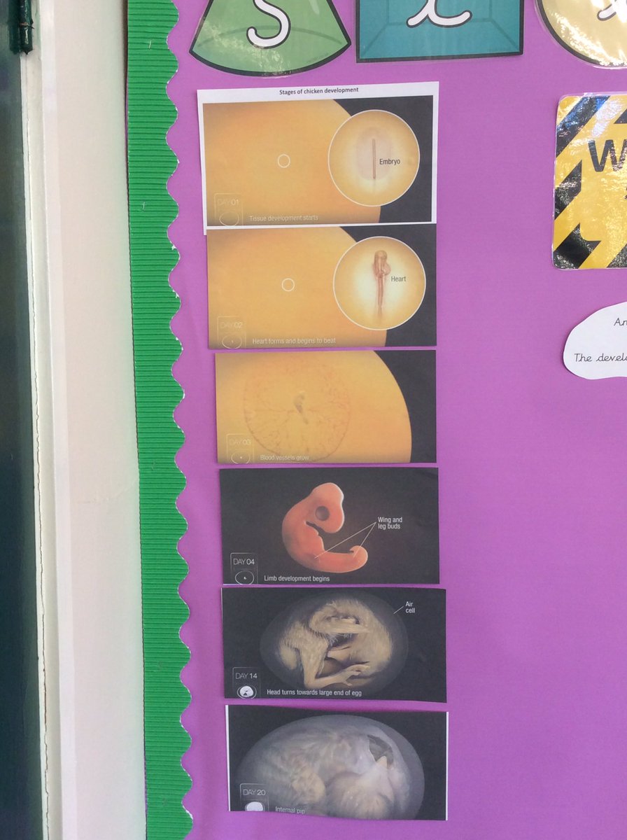 TickfordPark's tweet photo. #tpmalachite #tpdiamond #science In Year 2 we have been learning how a chick develops inside an egg. https://t.co/bU2pmhWdTF