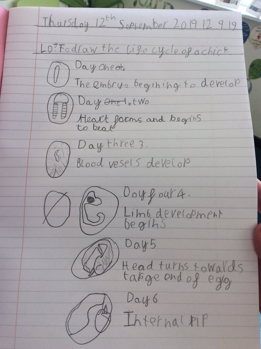 TickfordPark's tweet photo. #tpmalachite #tpdiamond #science In Year 2 we have been learning how a chick develops inside an egg. https://t.co/bU2pmhWdTF