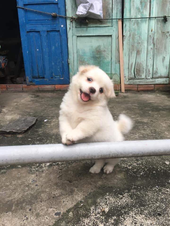 SuavesLomitos's tweet photo. FA BU LO SO 🐶 https://t.co/mxK9OQppV7