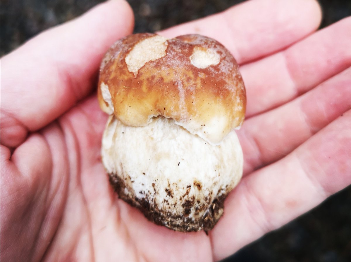 BenWChef's tweet image. Between 7pm and 10pm tonight on @BBC_Cumbria The Great Outdoors. Me and Helen go for a ratch in the forest. #spoileralert #celebrityceps