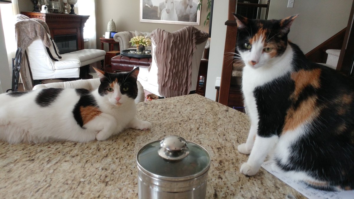 BusyBeeCritSit's tweet photo. Coco and Mittens wait right by the treat jar...

#treatsplease #temptations #wecanwaitallday #catsitterlife #petsitting #calico #calicocats #calicosofinsta #meow #catsofguelph #guelphpets #busybeecrittersitters https://t.co/qAB7kCHMYa