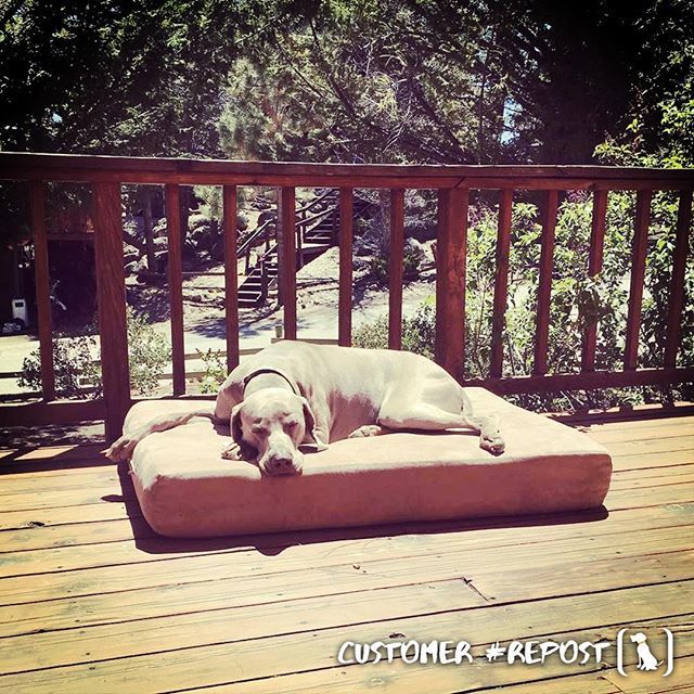 bigbarkerusa's tweet photo. #repost @tworuffers fun under the sun! ๐๐
"Sunday afternoon vibes zzzzzzz #weimaraner #bigbarker" #dogs #dogsofinstagram #dogstagram #cute #love #photooftheday #instadog #dogoftheday #instagramdogs #doglover #weimeraners #weimeranersofinstagram #weimโฆ https://t.co/CqPMRTYXkI https://t.co/OfxqEC2XlU