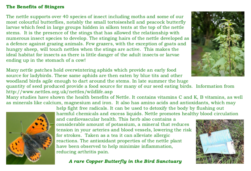 BOSFonline's tweet photo. "Wildflowers on the Walkway plus a butterfly" 🌸🌺🦋

Extract from the Friends of The Harborne Walkway News, September 2019 edition. 

#HarborneWalkway https://t.co/nj84N8Y6sJ