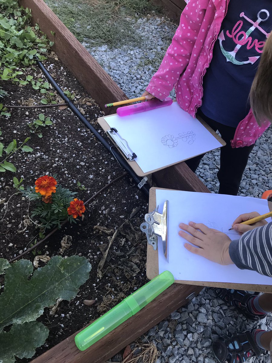 LTturtles's tweet photo. Great morning for thinking like a scientist. We are using our observation skills in the garden #usdlearns #Guadroars https://t.co/KiQF2GbjM7