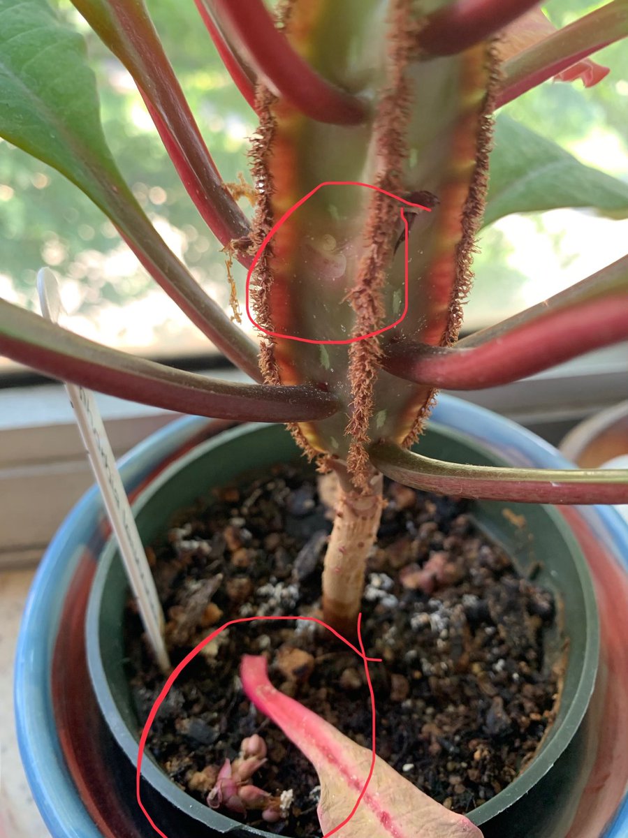 I’m not a botanist, but here’s my botanical observation and hypothesis: The plant Madagascar Jewel on my window sacrificed its leaf in the middle of the trunk as a mechanism to knock off its seeds to the ground.
