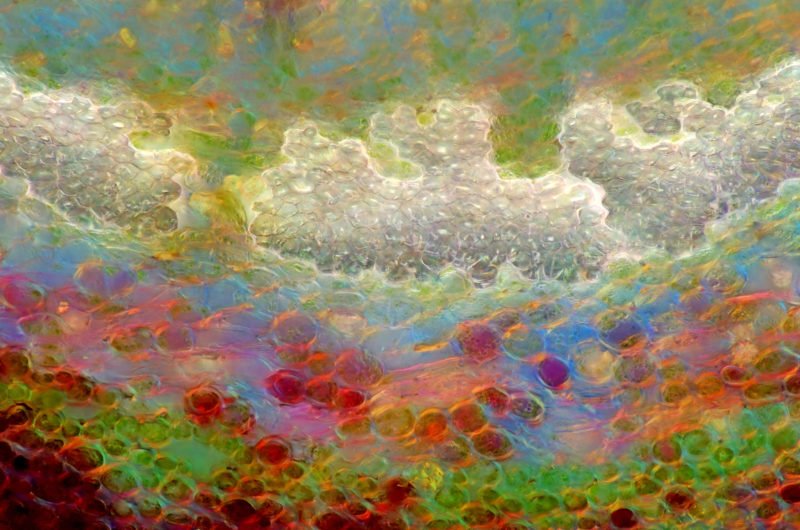 NikonInst's tweet image. Check out our #MastersofMicroscopy profile on Marek Miś. While experienced in a variety of #microscopy techniques, perhaps most stunning is his combination of polarized light and #darkfield imaging. Click to learn more -&amp;gt; bit.ly/2ZY9a8b