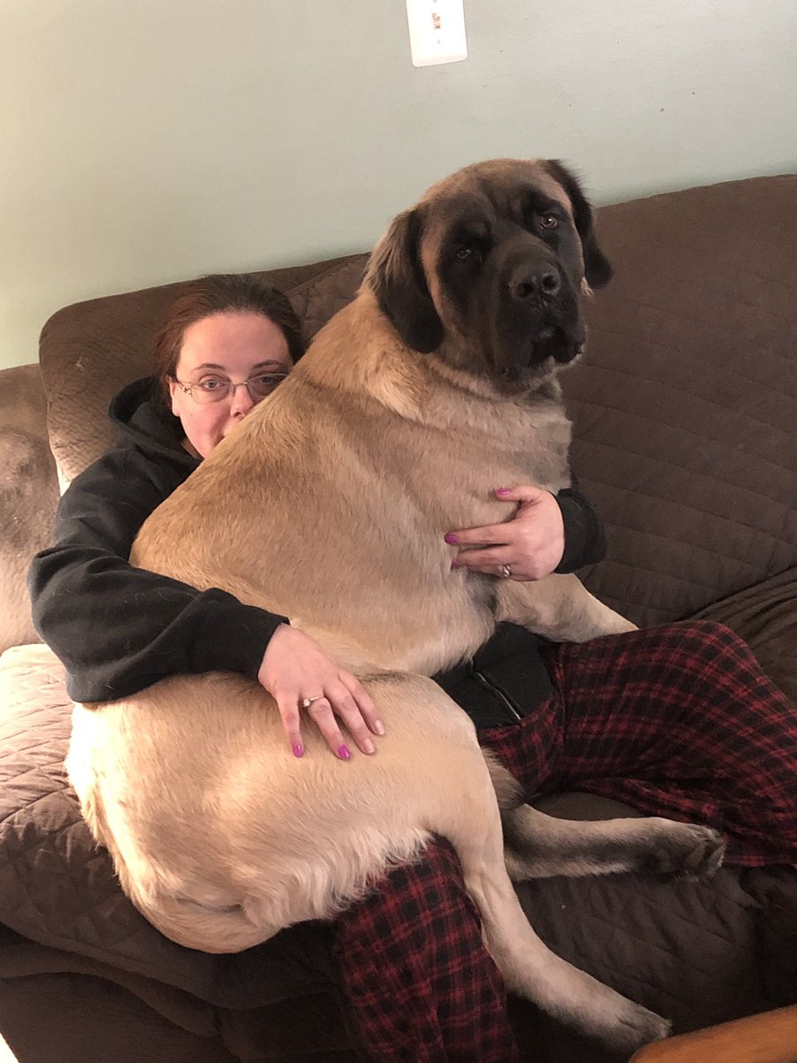 RobbitsonC's tweet image. Cute Pupper to Pupasaurus Rex.  @animaIcutie