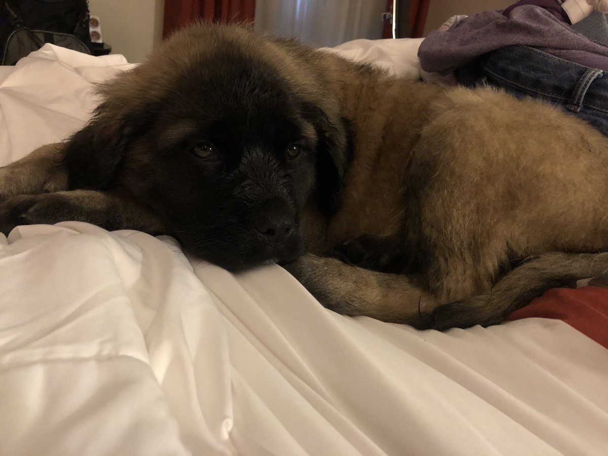 RobbitsonC's tweet image. Cute Pupper to Pupasaurus Rex.  @animaIcutie