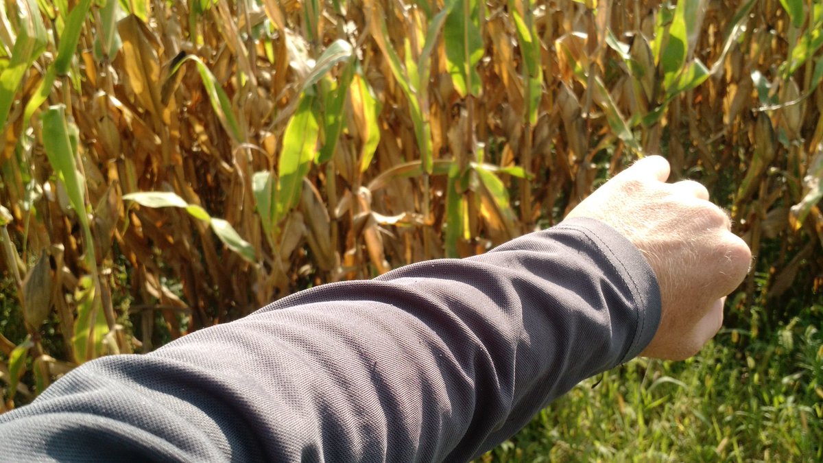 EthanSmidt32's tweet photo. Yes it's warm, but i still try and wear long sleeves for hiking through corn all day #yieldestimates #papercuts https://t.co/G5bJfzyaBK