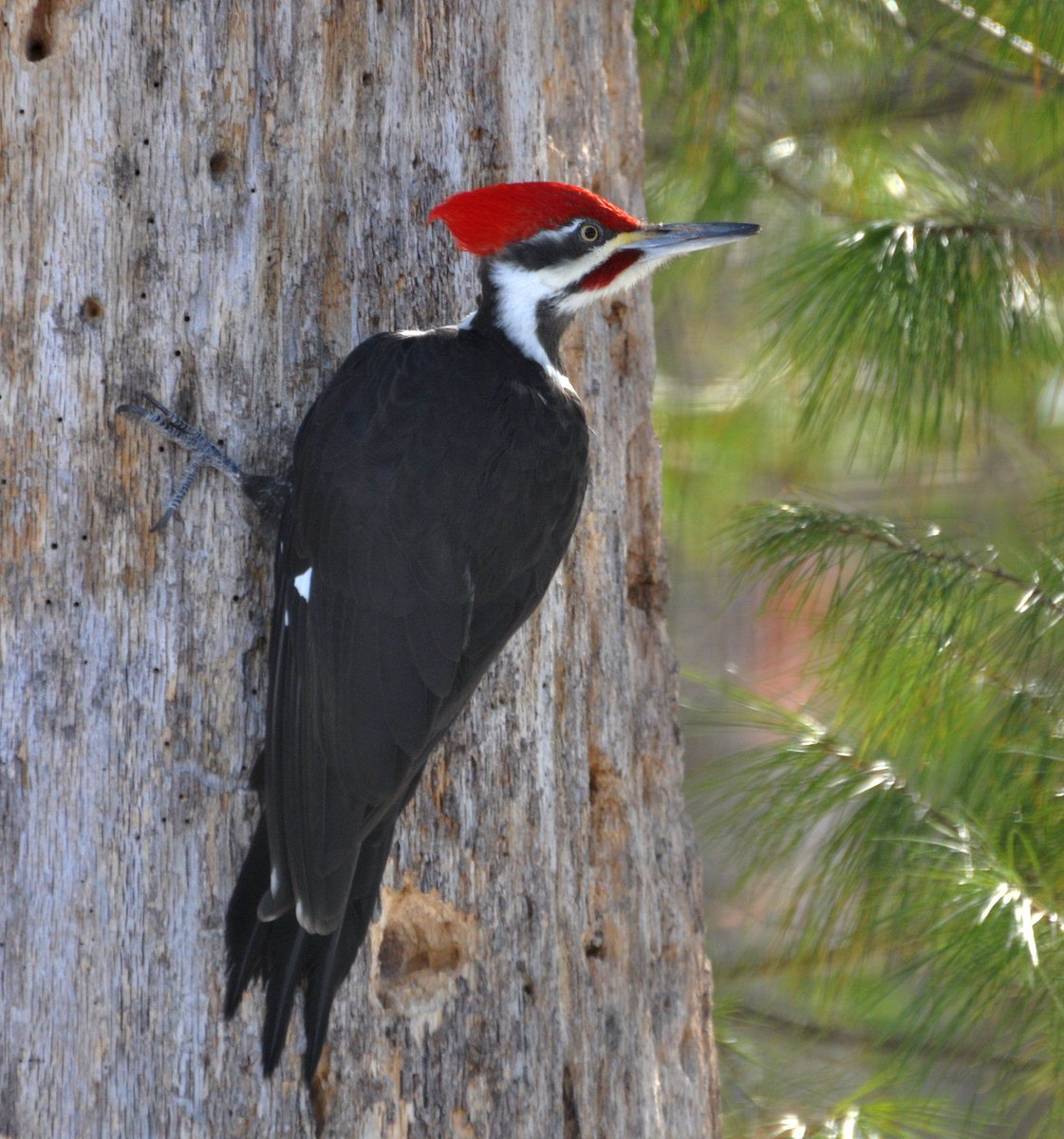 Cleveland Metroparks On Twitter Northeast Ohio Is Home To 7 Species Of Woodpeckers Including This One The Pileated Woodpecker The Largest Species Of Woodpecker In North America Nearly The Size Of Crow,Short Tailed Opossum Setup