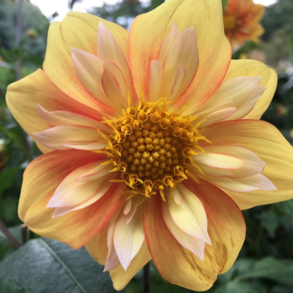 A happy little dahlia #yellow #flowers #fall #gardens