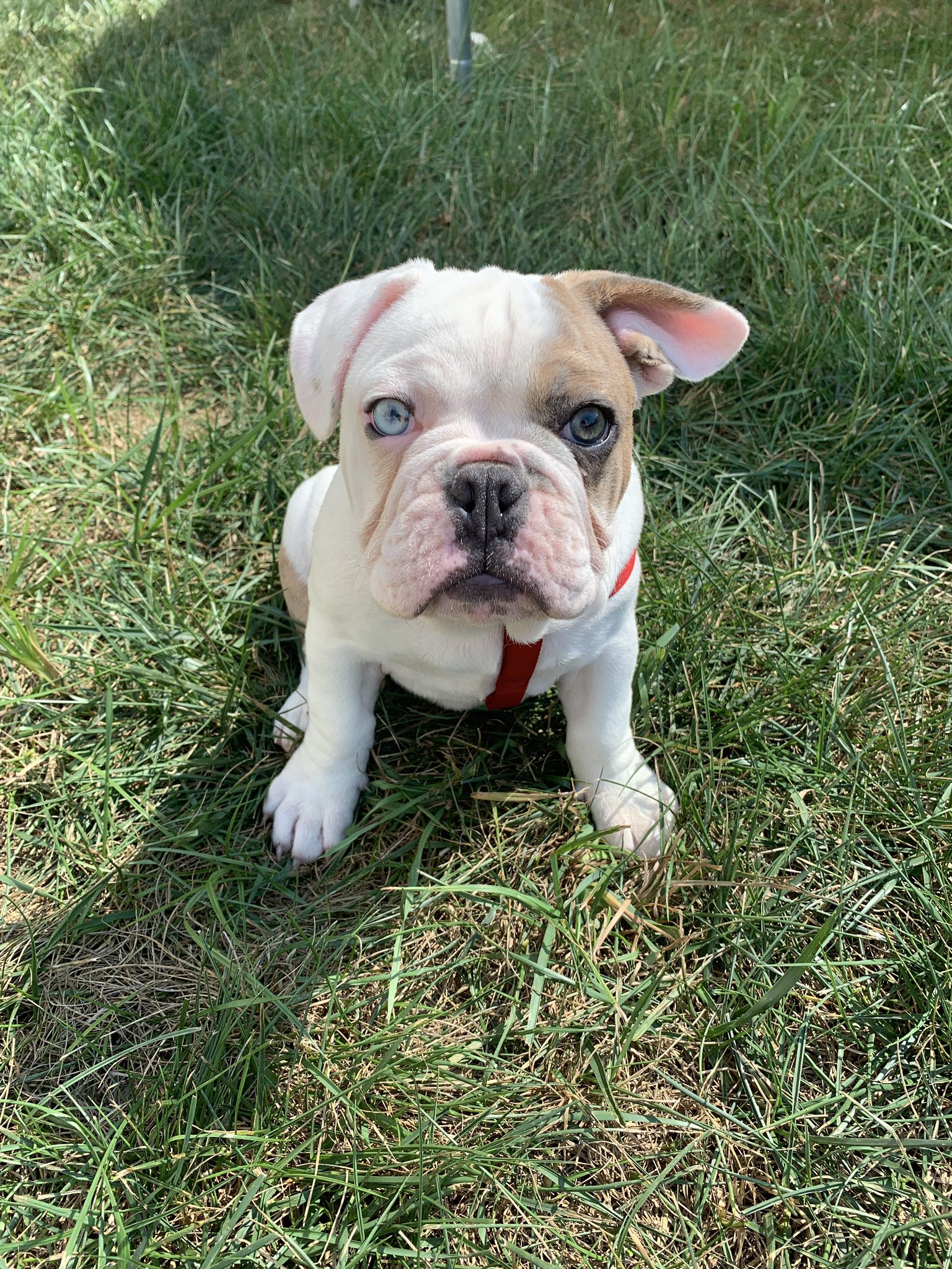 English french on sale bulldog mix