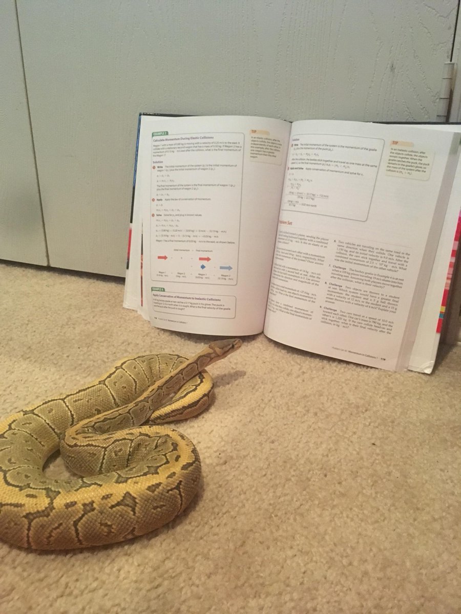 speerj72's tweet photo. Linguini wants to know more about Physics (and win the library contest)!  #imms_reads #allmeansall4cisd https://t.co/CZC4xPQCAk